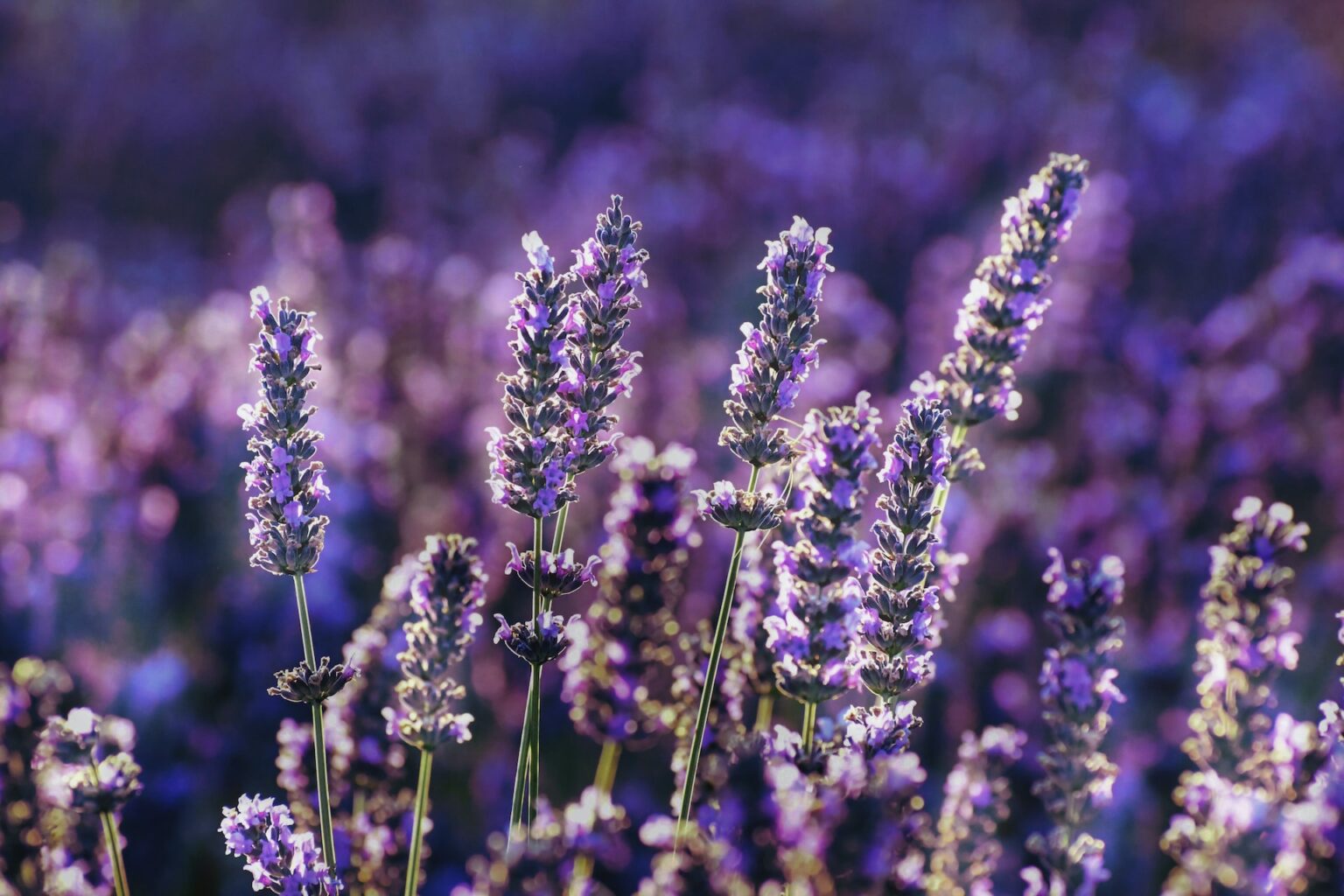 8 Tips for Growing Lavender for Profit on Your Farm Growing Magazine
