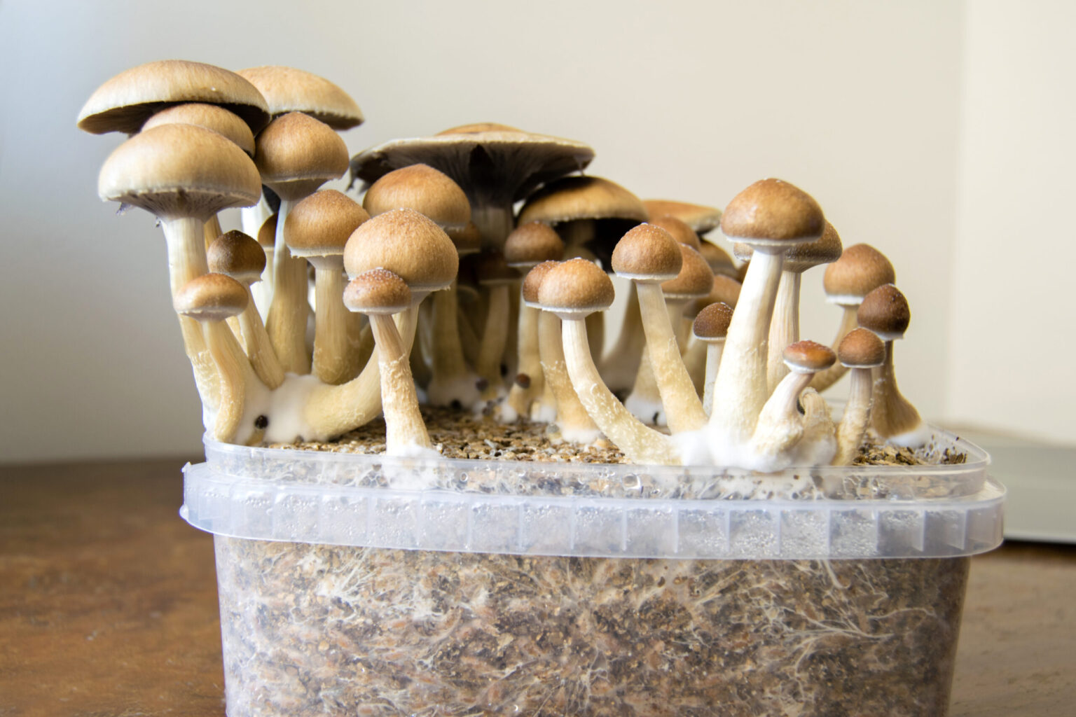 Growing Your Own Mushrooms: Tips for Using Spores at Home - Growing ...