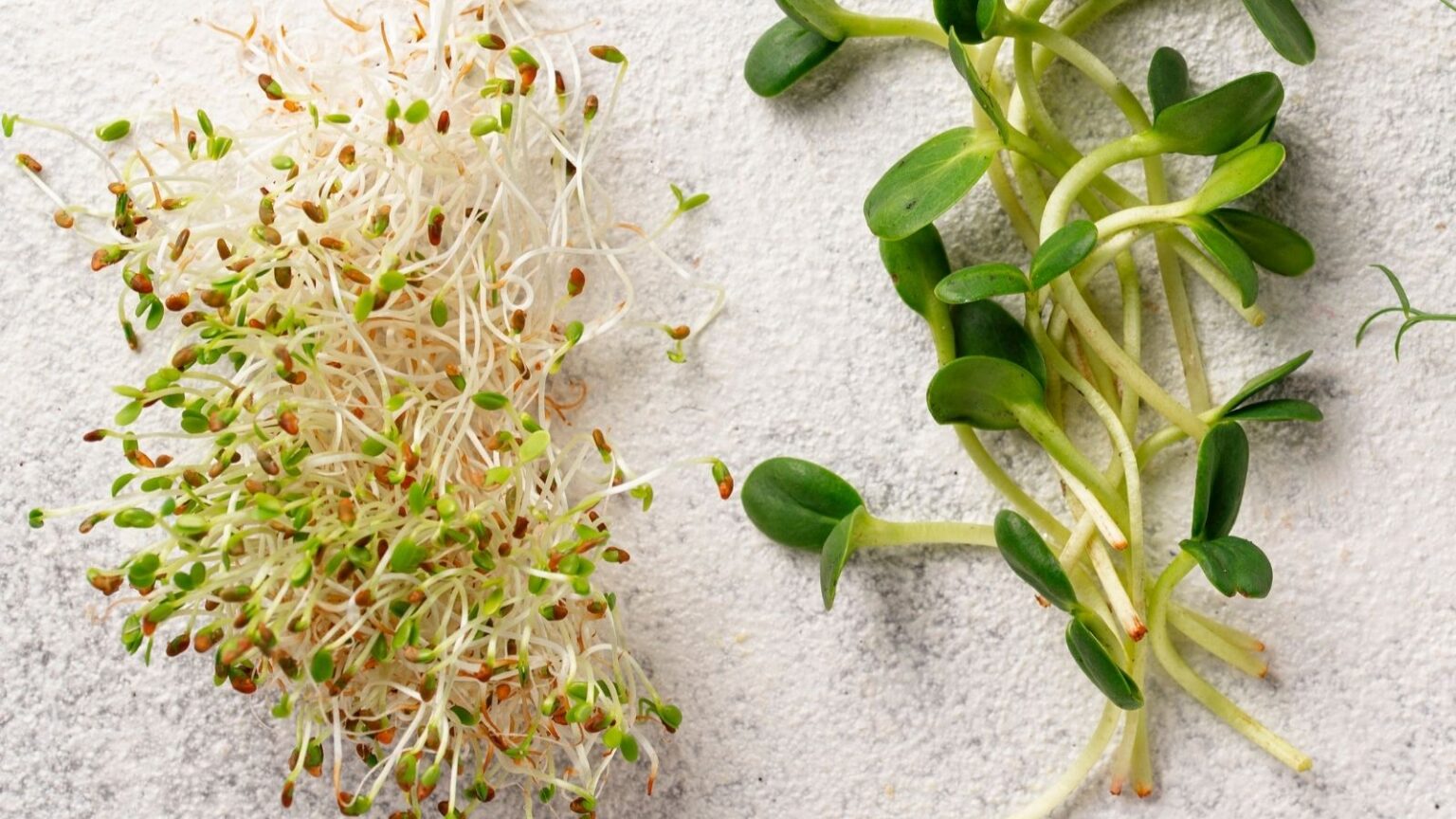 Sprouts vs Microgreens What's the Difference and Which One is Best for