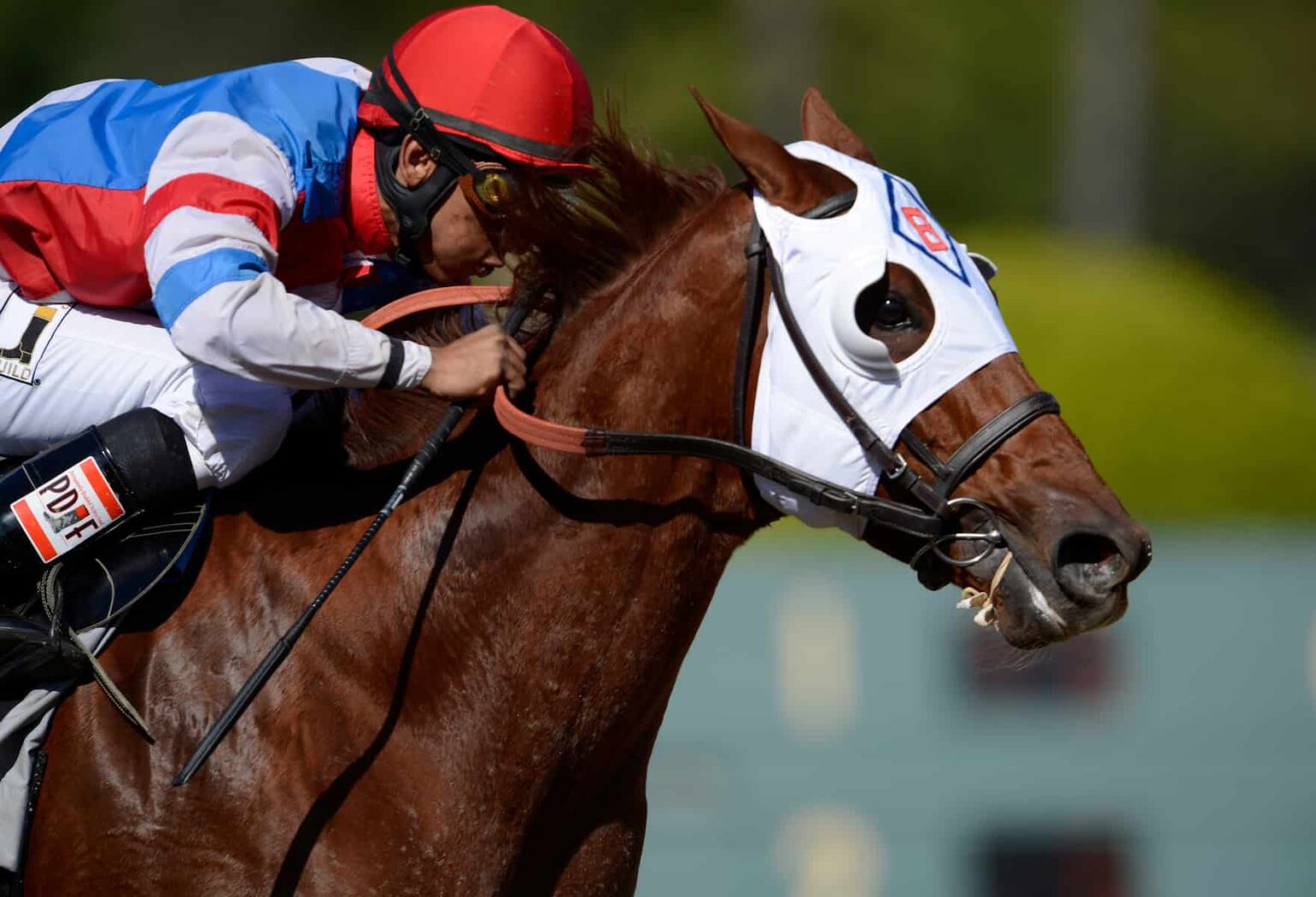 Choosing the Best Feed for Your Race Horse A Guide To Proper Nutrition