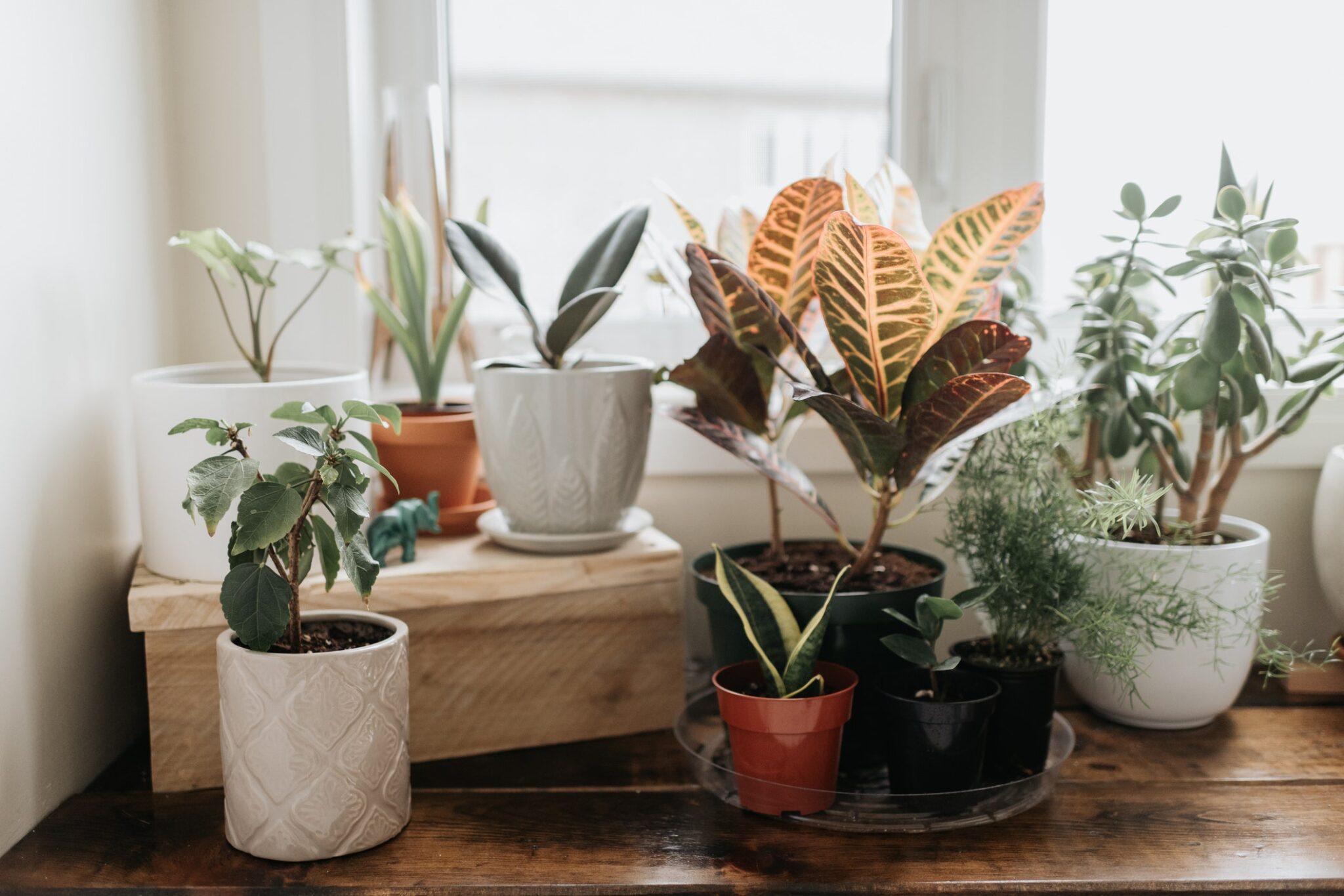 How to Choose the Best Indoor Plant for YouGuide and Tips Growing