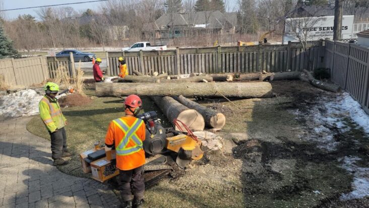 The Green Guardians: Exploring the Vital Role of Arborists in Urban ...