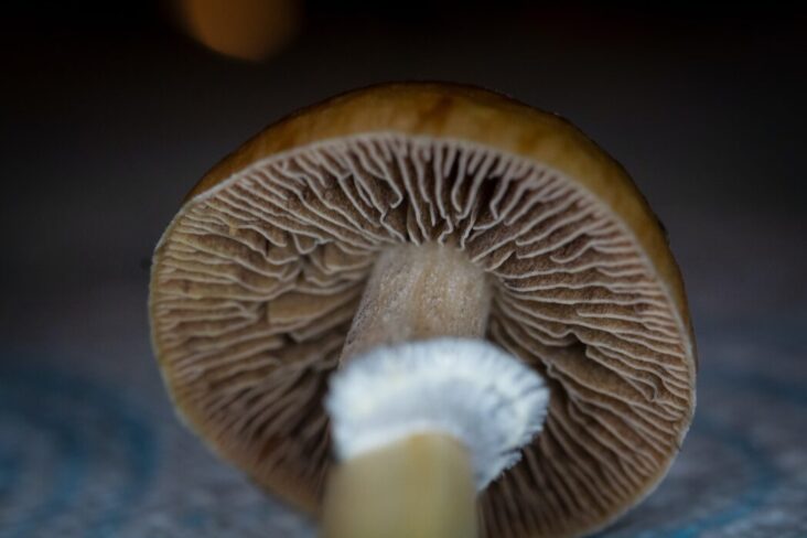 A Beginner's Guide to Fungi Identification