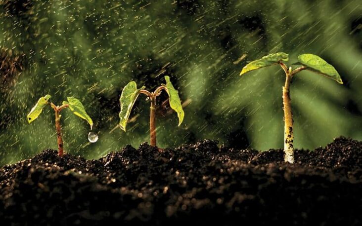 Amino Acids and Plant Growth 
