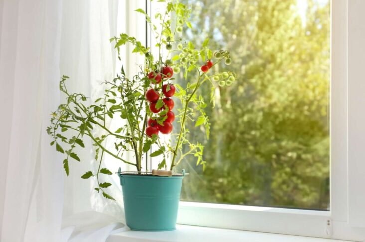 Beginner's Guide - Growing Tomatoes Indoor From Seeds