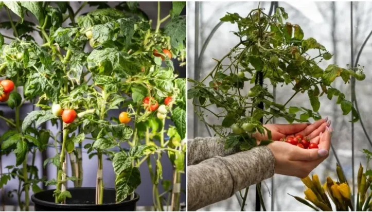 Harvesting indoor tomatoes