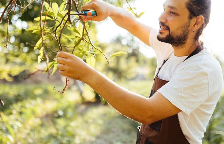 Hiring Professionals vs. DIY Tree Pruning