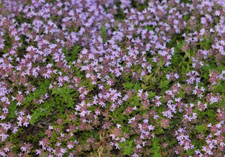 Reducing the Surface Area of Your Lawn -growing creeping thyme