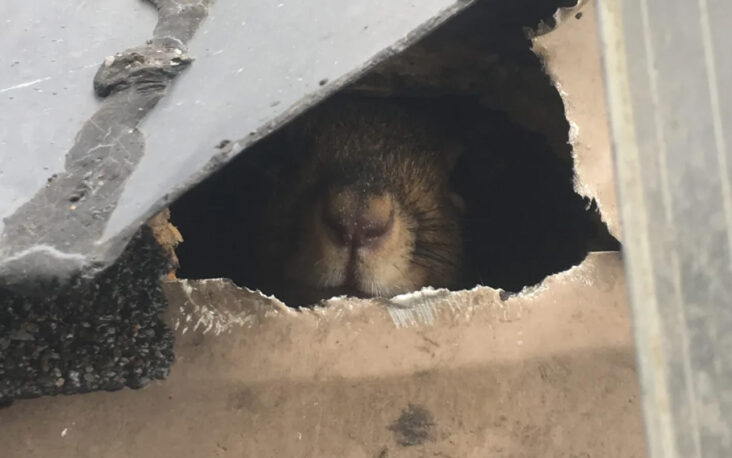Seal Entry Points - Squirrel-Proofing Your Attic