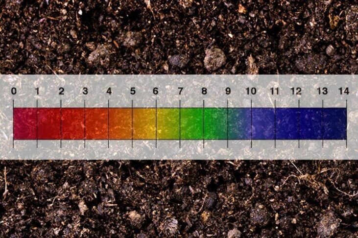 The Role of pH Levels in Nutrient Availability 