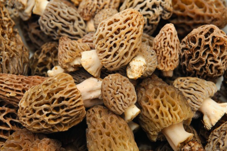 what are Seasonal Fungi