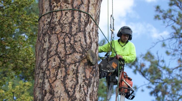 what is Certified Arborist in Delaware - Why Should you hire them for Tree Care