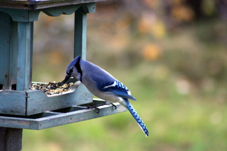 Bringing Nature Home-How to Attract and Feed Wild Birds to Your Property