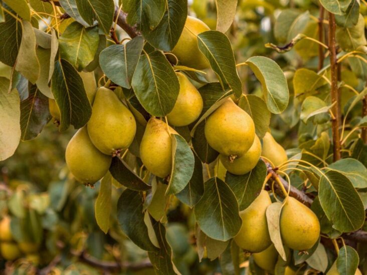 Pear Tree Varieties- Choosing the Best for Your Garden