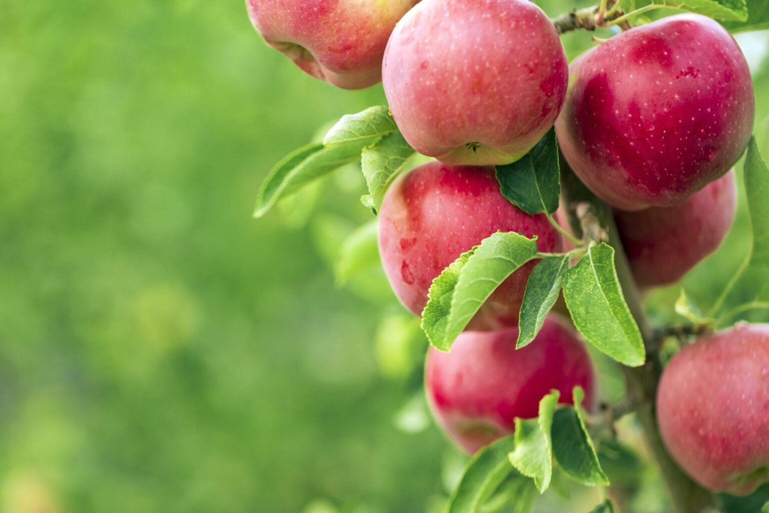 Apple Tree Enthusiasts A Comprehensive Guide to Varieties and Expert Cultivation Techniques