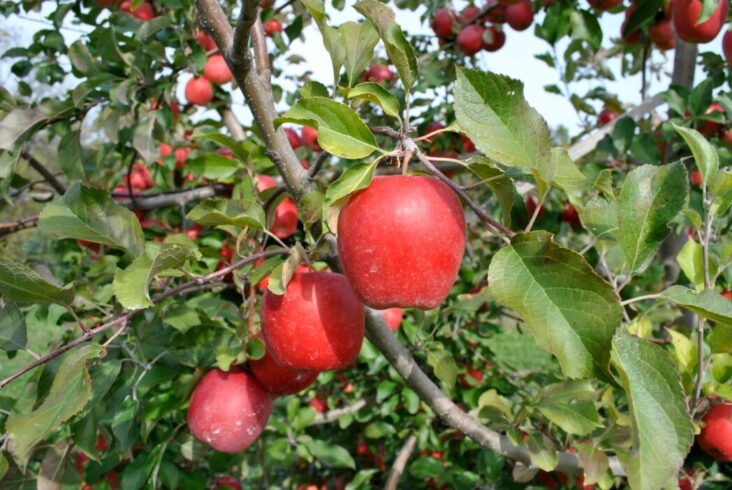The Ultimate Buyer’s Guide to Apple Trees - What to Know Before Purchasing