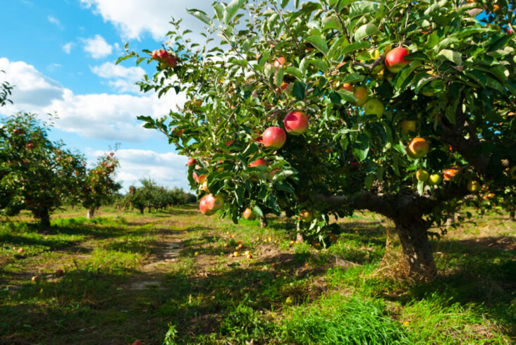 Understanding Apple Trees: Essential Care and Cultivation