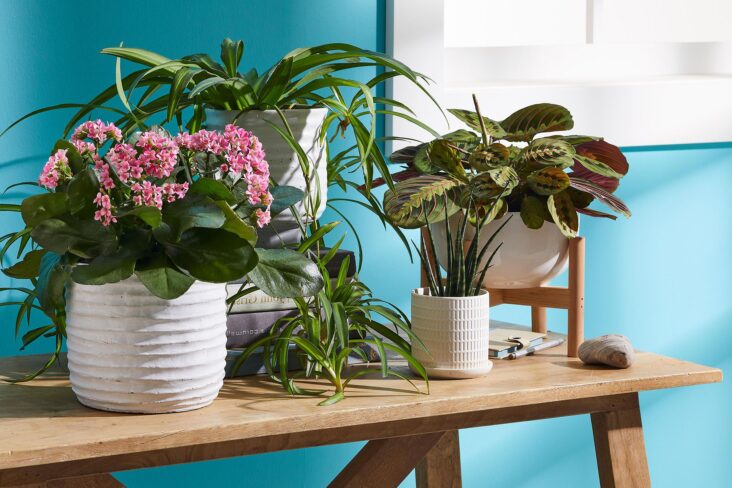 Set Up in Your New Place with Plants