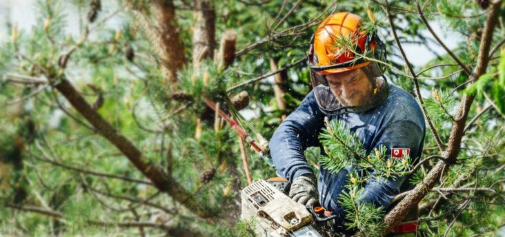 The Diagnostic Toolkit Methods Utilized by Tree Service Professionals