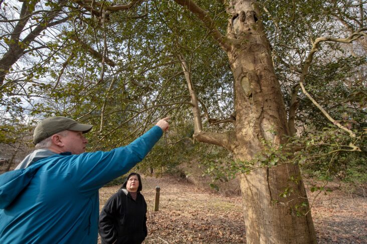 The Silent Sentinels of Health Trees