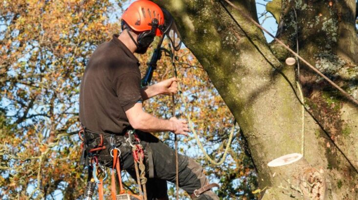 Tree Service Specialists The Key to Healthy Trees and Thriving Ecosystems