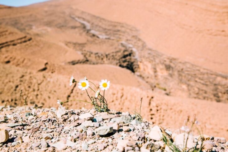 desert flowers