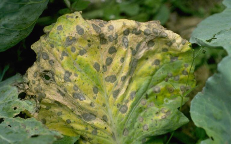 Tips to Stopping Cabbage Pests and Leaf Damage - Growing Magazine